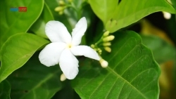 Hoa Nhài ở phố đi bộ đường Láng