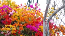 Hoa giấy ngũ sắc giá hơn 100 triệu mỗi cây