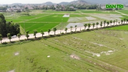 Hàng cây hoa sữa chuyển về bãi rác Nam Sơn sau một năm giờ ra sao?